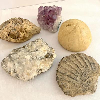Fossil Mineral Lot