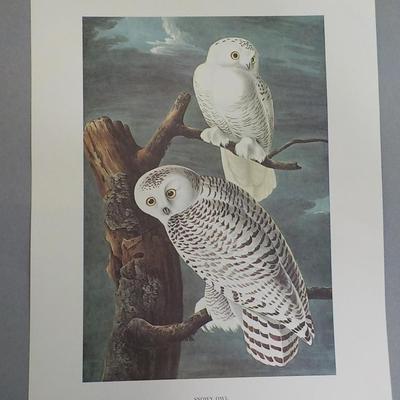 Framable special prints "Snowy Owl" by New York Historical. 15.5 x 10.5.