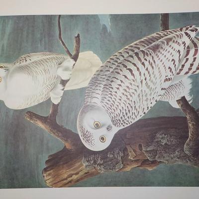 Framable special prints "Snowy Owl" by New York Historical. 15.5 x 10.5.