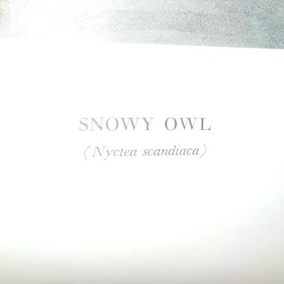Framable special prints "Snowy Owl" by New York Historical. 15.5 x 10.5.
