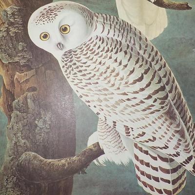 Framable special prints "Snowy Owl" by New York Historical. 15.5 x 10.5.