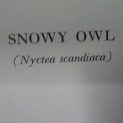 Framable special prints "Snowy Owl" by New York Historical. 15.5 x 10.5.