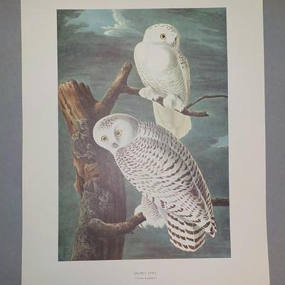 Framable special prints "Snowy Owl" by New York Historical. 15.5 x 10.5.
