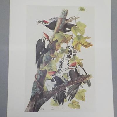 New York Historical Collection prints " Pileated Woodpecker"