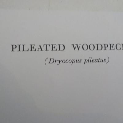 New York Historical Collection prints " Pileated Woodpecker"