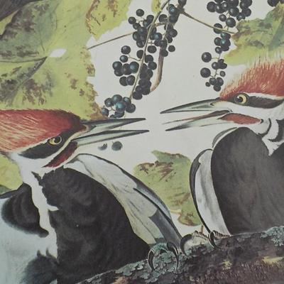 New York Historical Collection prints " Pileated Woodpecker"
