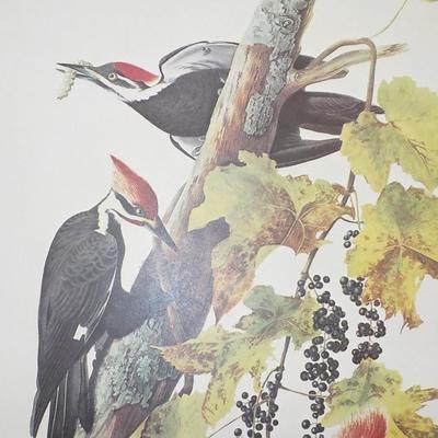 New York Historical Collection prints " Pileated Woodpecker"