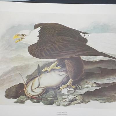 American Bald Eagle by NYC Historical collection prints 1966.