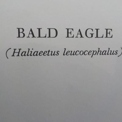 American Bald Eagle by NYC Historical collection prints 1966.