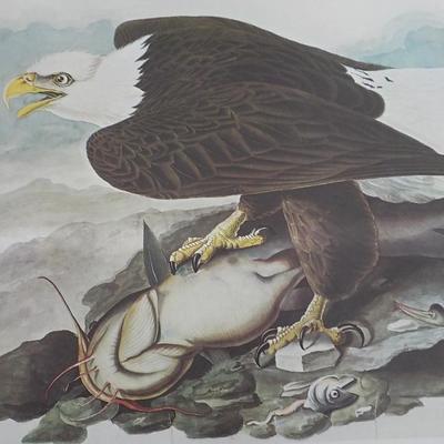 American Bald Eagle by NYC Historical collection prints 1966.