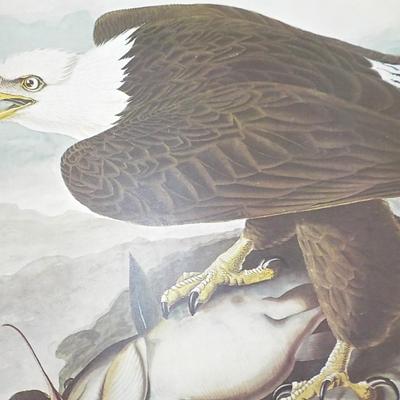 American Bald Eagle by NYC Historical collection prints 1966.