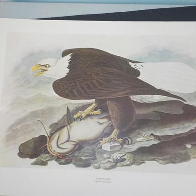 American Bald Eagle by NYC Historical collection prints 1966.