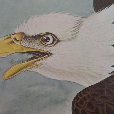 American Bald Eagle by NYC Historical collection prints 1966.