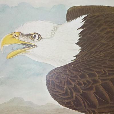 American Bald Eagle by NYC Historical collection prints 1966.