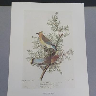 NYC Historical collection prints " Cedar Waxwing".