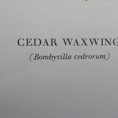 NYC Historical collection prints " Cedar Waxwing".