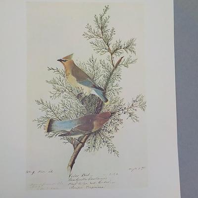 NYC Historical collection prints " Cedar Waxwing".
