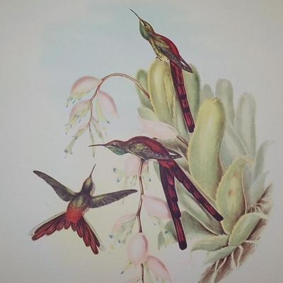 Collectable print of "Cometes Phaon" by Gould and Richter.