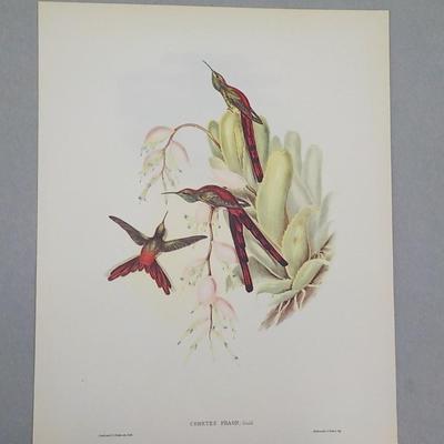 Collectable print of "Cometes Phaon" by Gould and Richter.