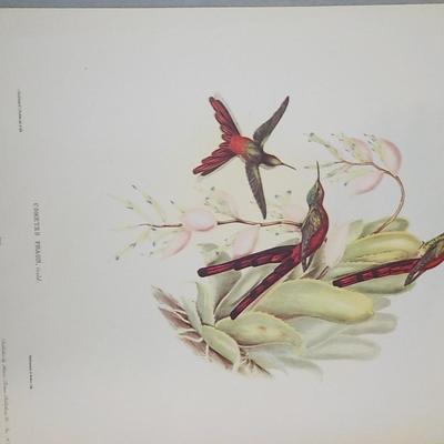 Collectable print of "Cometes Phaon" by Gould and Richter.