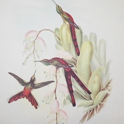 Collectable print of "Cometes Phaon" by Gould and Richter.