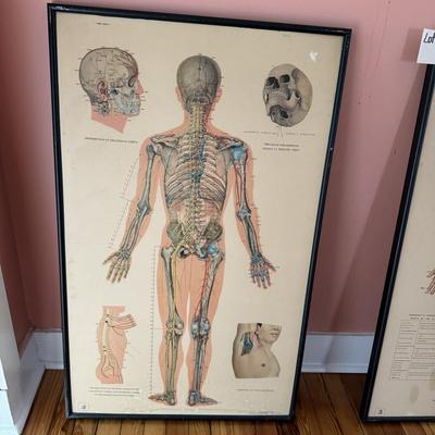 H545 Vintage Acupuncture Print Anatomy, & Physiology Diagrams of Human Body