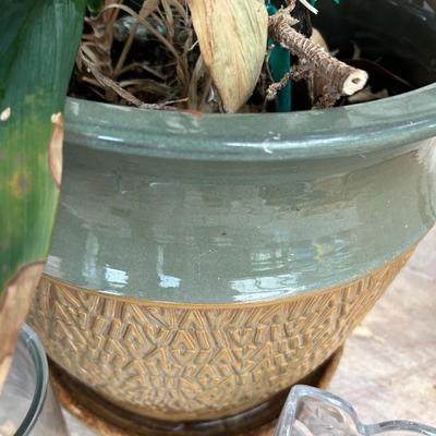 dracaena house plant in pot