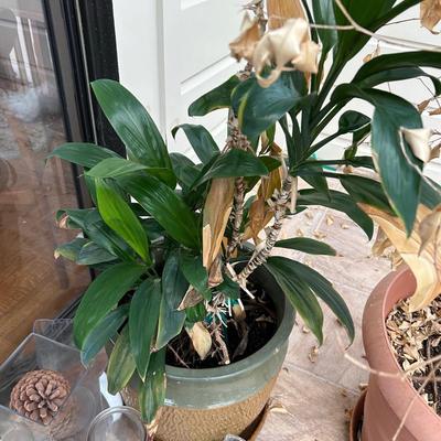 dracaena house plant in pot