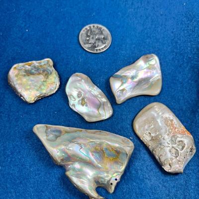 FIVE PIECES OF POLISHED ABALONE