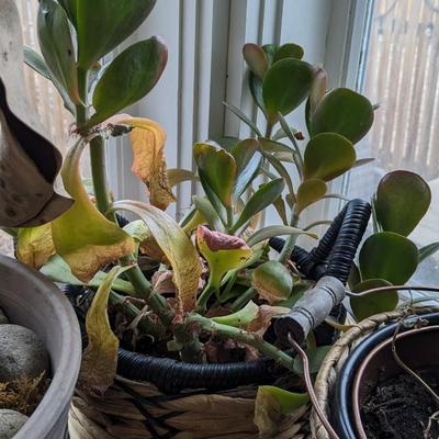 Plant Party