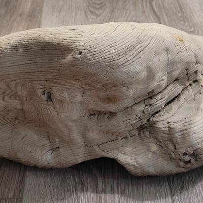 Large Petrified White Wood