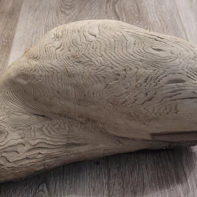 Large Petrified White Wood