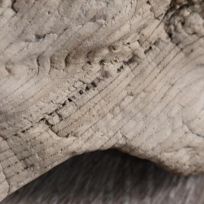 Large Petrified White Wood
