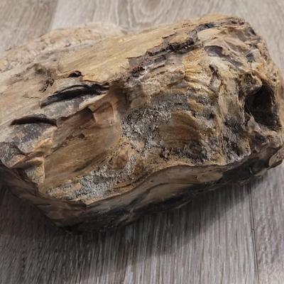 Multicolored Petrified Wood
