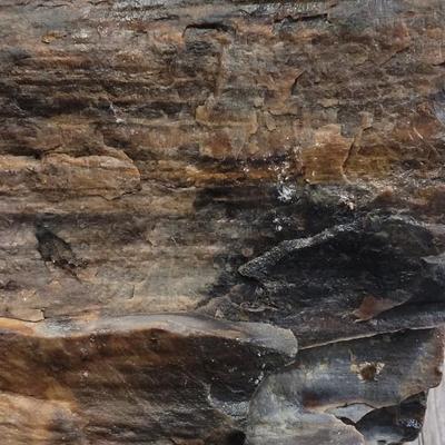 Multicolored Petrified Wood