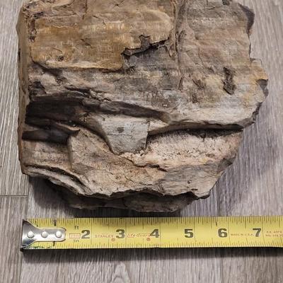Multicolored Petrified Wood