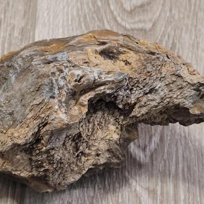 Curved Piece of Petrified Wood