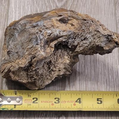 Curved Piece of Petrified Wood