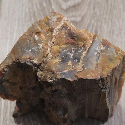 Polished Petrified Wood