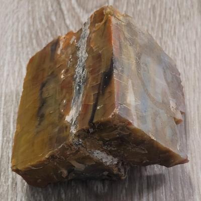 Polished Petrified Wood