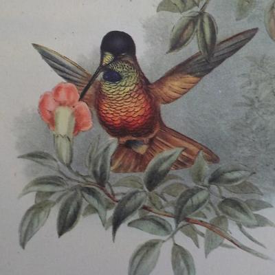 Helian Thea birds print 10.5 x 13.5 by historical society.