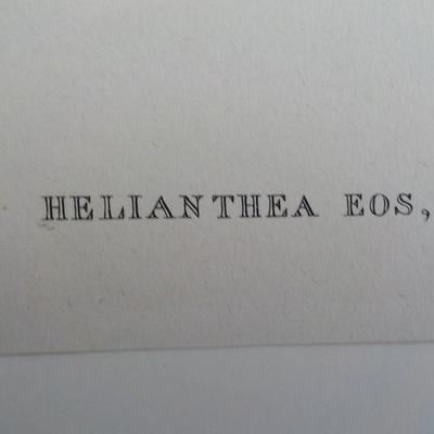 Helian Thea birds print 10.5 x 13.5 by historical society.