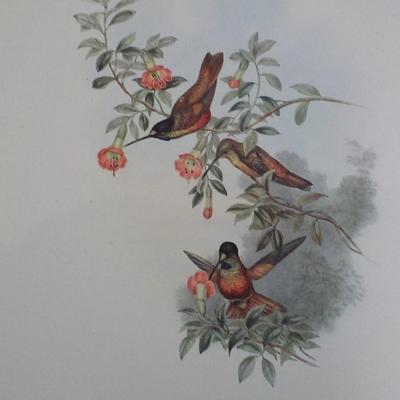Helian Thea birds print 10.5 x 13.5 by historical society.