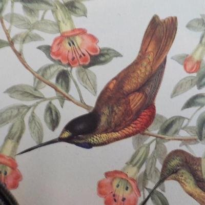 Helian Thea birds print 10.5 x 13.5 by historical society.