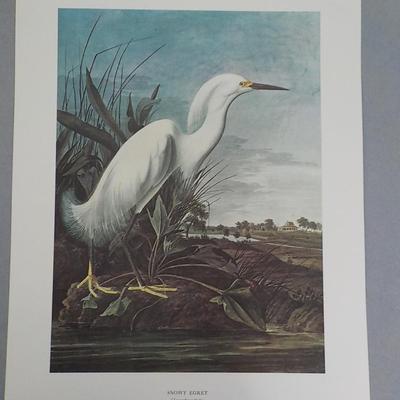 " The Snowy Egret", full size print 11.5 x 15.5.
