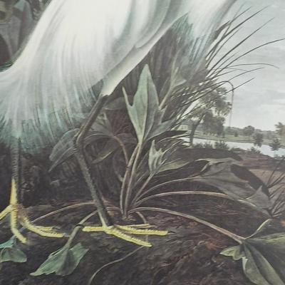 " The Snowy Egret", full size print 11.5 x 15.5.