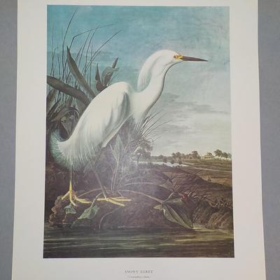 " The Snowy Egret", full size print 11.5 x 15.5.