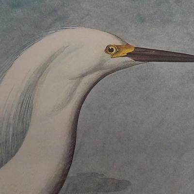" The Snowy Egret", full size print 11.5 x 15.5.