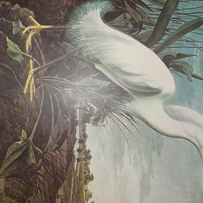 " The Snowy Egret", full size print 11.5 x 15.5.