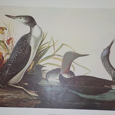 Historical Prints 1966/ " Red Throated Loon"